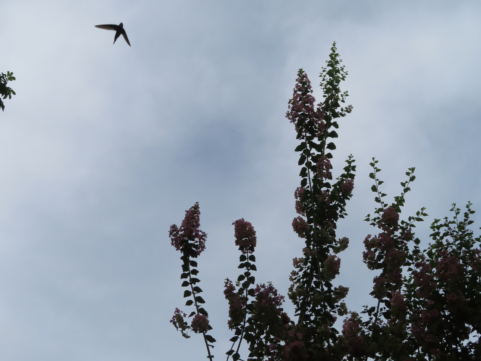 White-rumped Swift (Apus caffer), photo 1