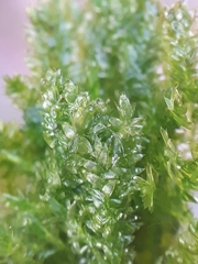 Plagiothecium denticulatum