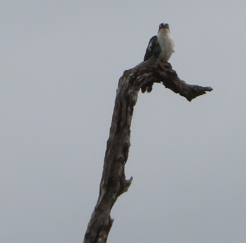 Diederik Cuckoo (Chrysococcyx caprius)