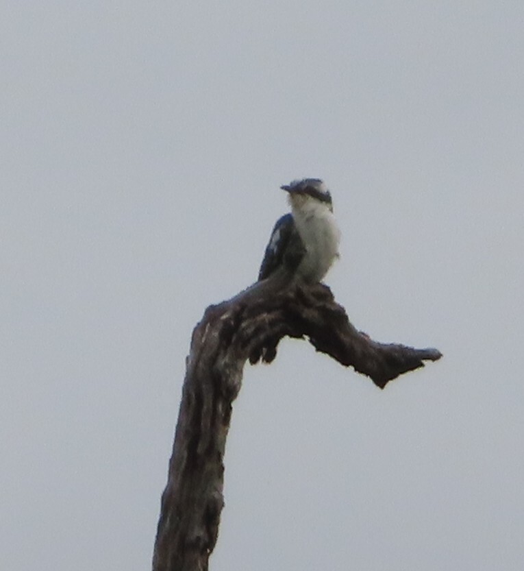 Diederik Cuckoo (Chrysococcyx caprius), photo 2