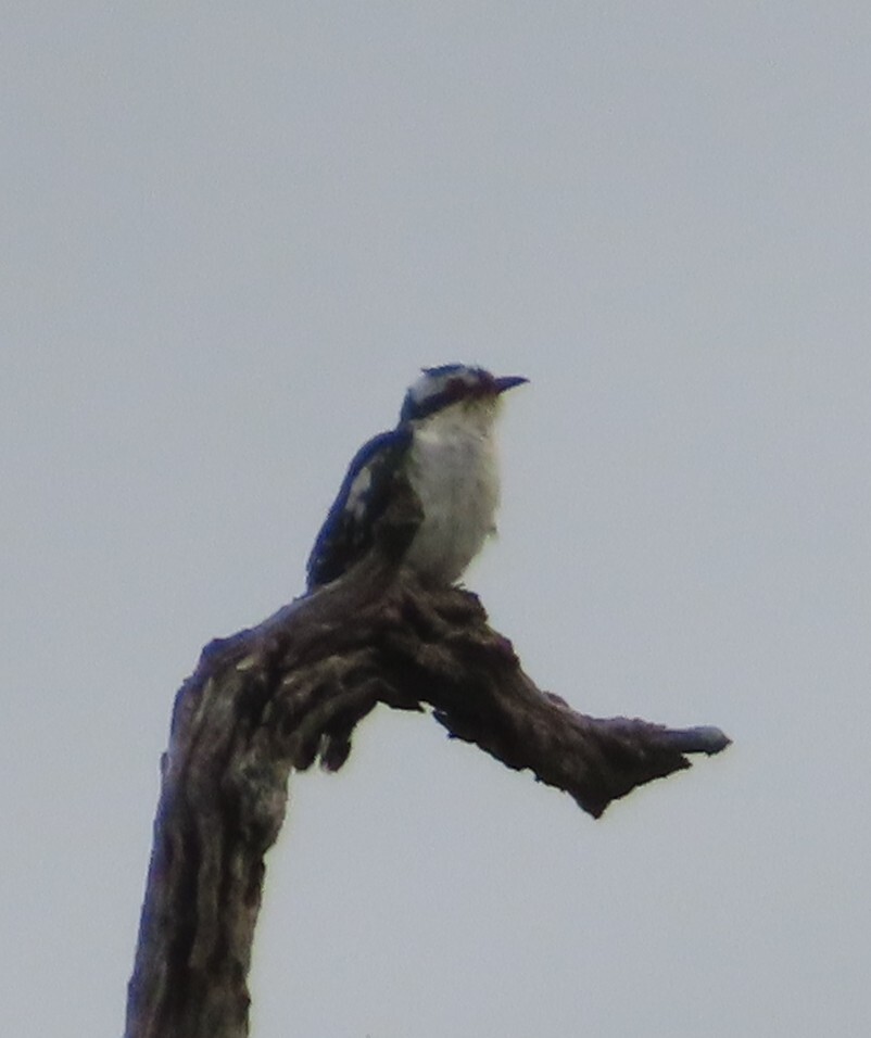 Diederik Cuckoo (Chrysococcyx caprius), photo 9
