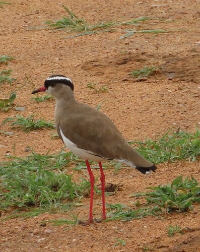 Crowned Lapwing (Vanellus coronatus), photo 5