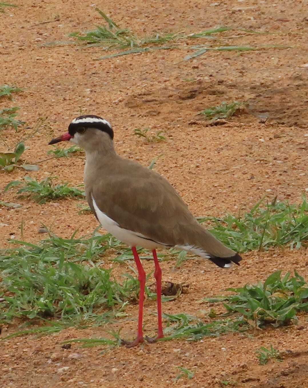 Crowned Lapwing (Vanellus coronatus), photo 5