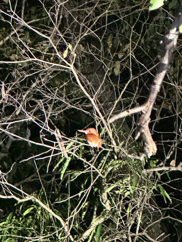 iNaturalist image