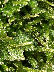 Plagiothecium denticulatum