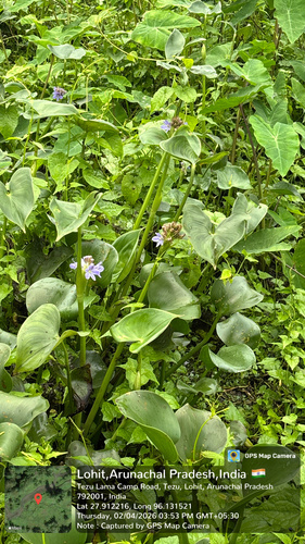 Asian Water Hyacinth