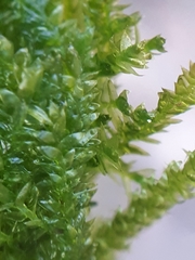 Plagiothecium denticulatum