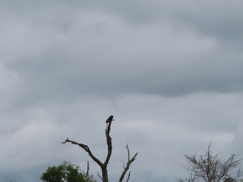 Magpie Shrike (Urolestes melanoleucus), photo 9