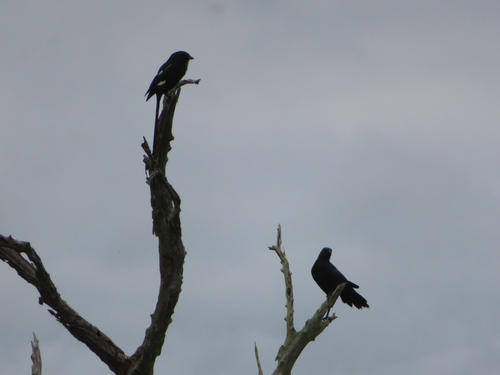Magpie Shrike (Urolestes melanoleucus), photo 2