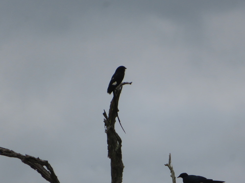 Magpie Shrike (Urolestes melanoleucus), photo 1