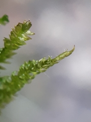 Plagiothecium denticulatum