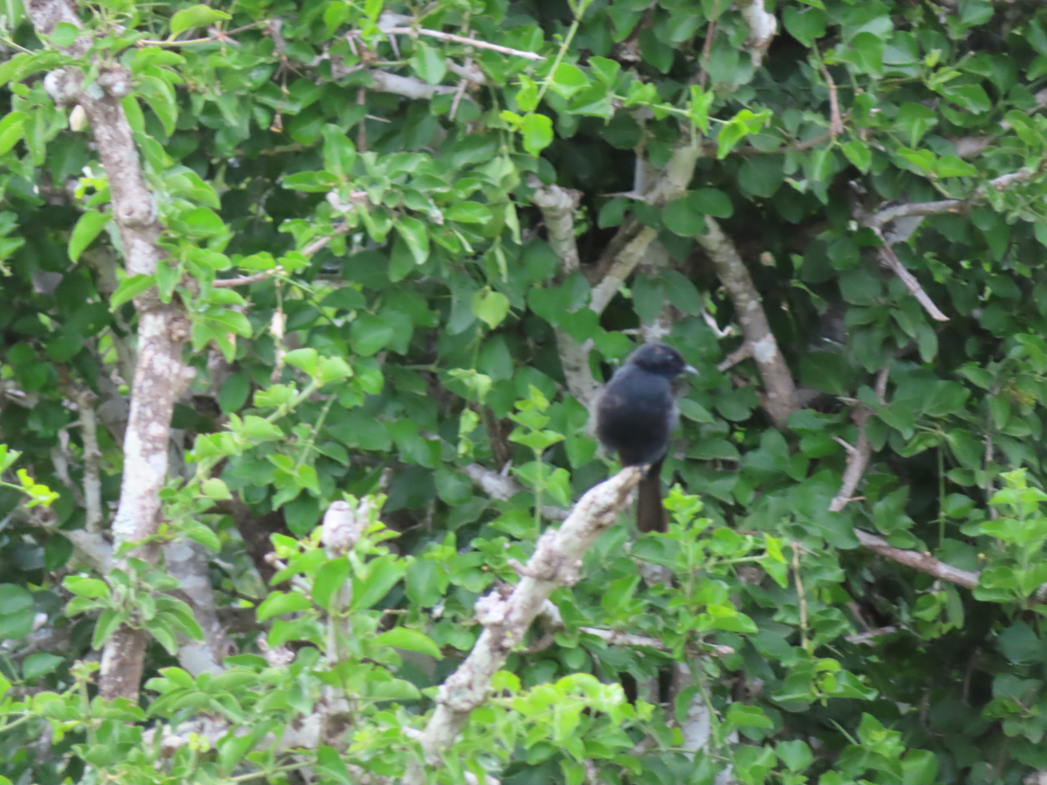 Southern Black Flycatcher (Melaenornis pammelaina), photo 3