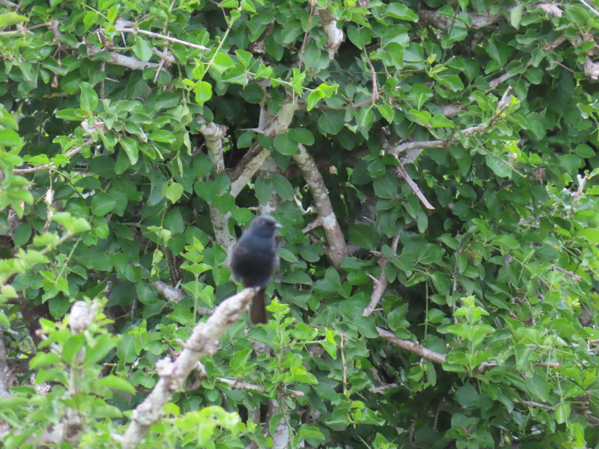 Southern Black Flycatcher (Melaenornis pammelaina), photo 4