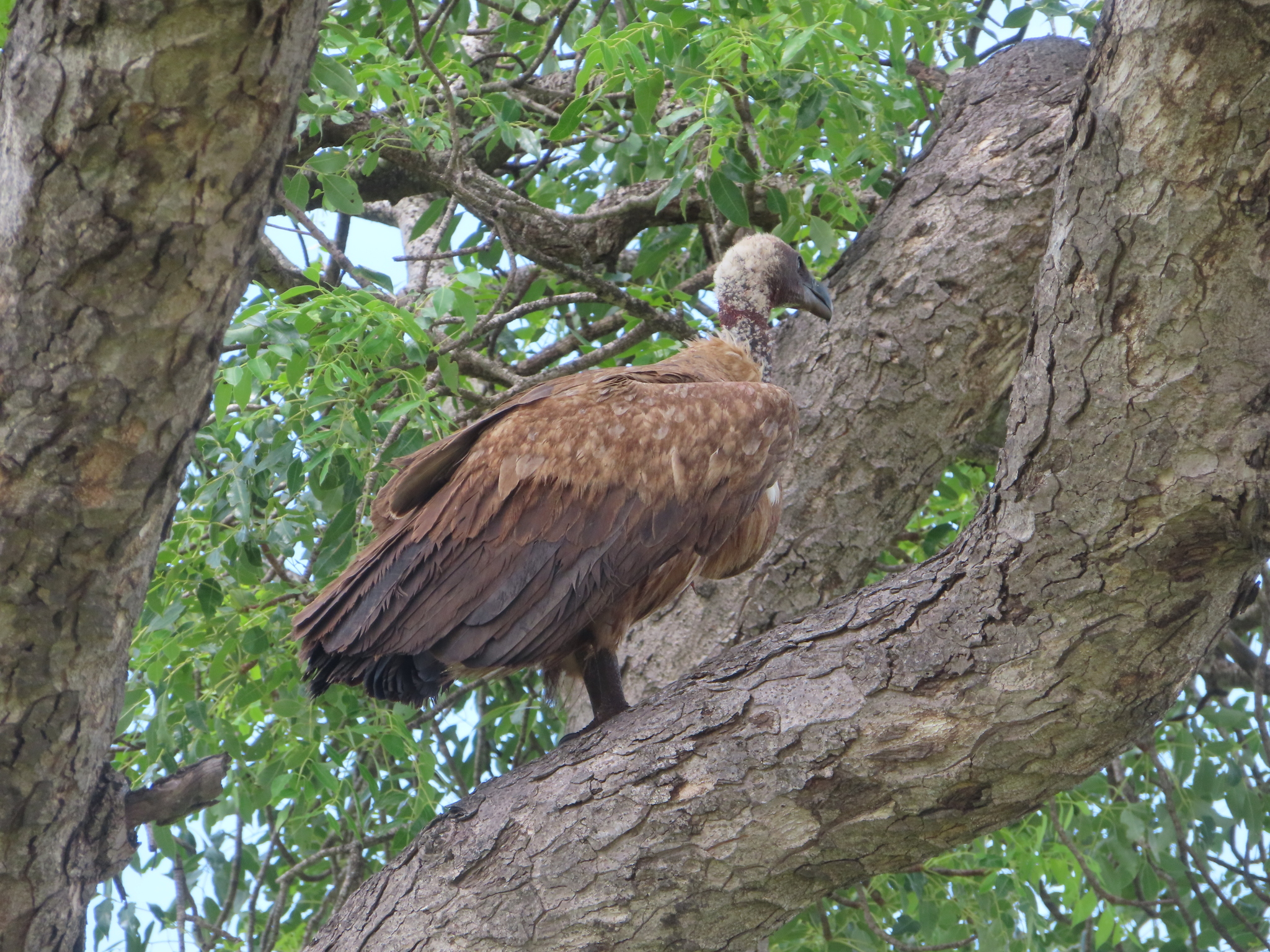 White-backed Vulture (Gyps africanus), photo 2
