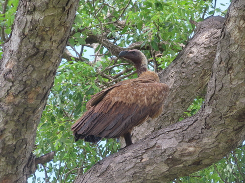 White-backed Vulture (Gyps africanus)
