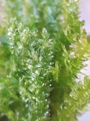 Plagiothecium denticulatum