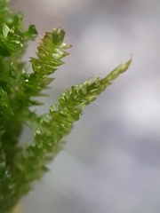 Plagiothecium denticulatum