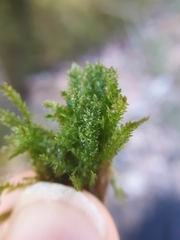 Plagiothecium denticulatum