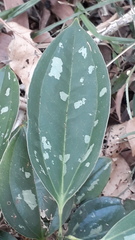 Smilax zeylanica