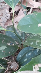 Smilax zeylanica