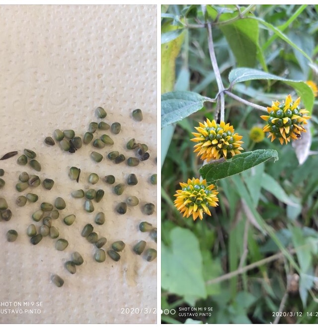 Tilesia baccata