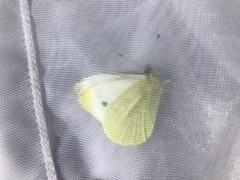Pieris rapae
