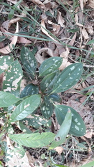 Smilax zeylanica