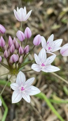 Allium praecox