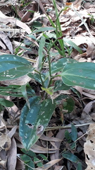 Smilax zeylanica