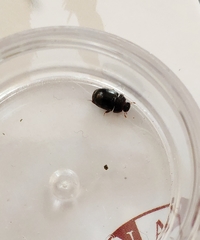 Dactylosternum abdominale