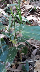 Smilax zeylanica