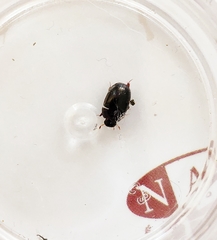 Dactylosternum abdominale