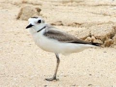 Charadrius dealbatus