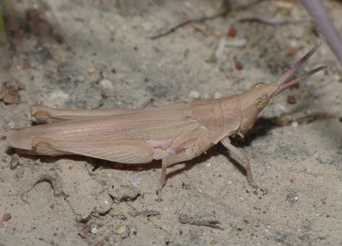 Pyrgomorpha conica