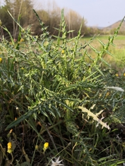 Galactites tomentosus