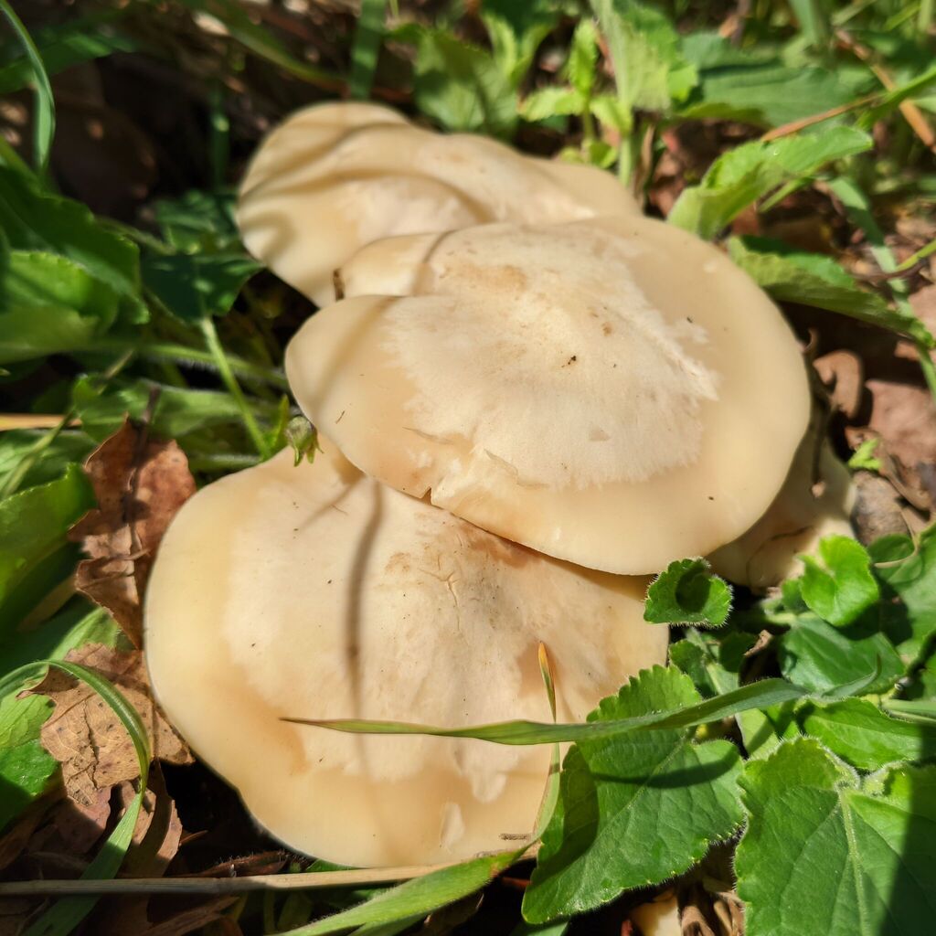 Calocybe gambosa · April 2026 · photo: © grid33 (iNaturalist, cc-by)