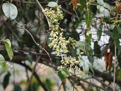 Stauntonia latifolia