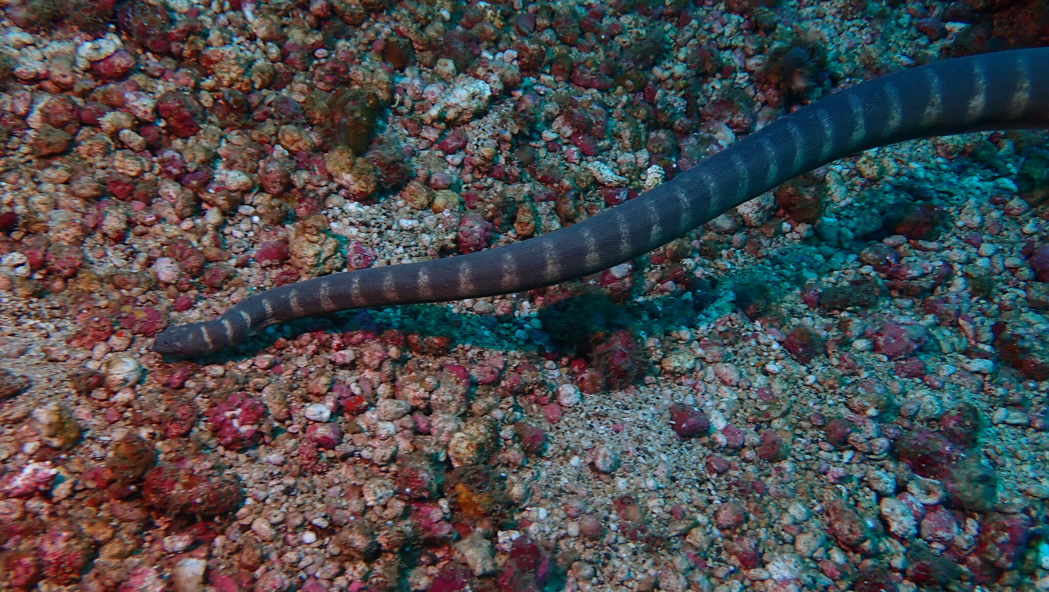Acrochordus granulatus (Schneider, 1799)