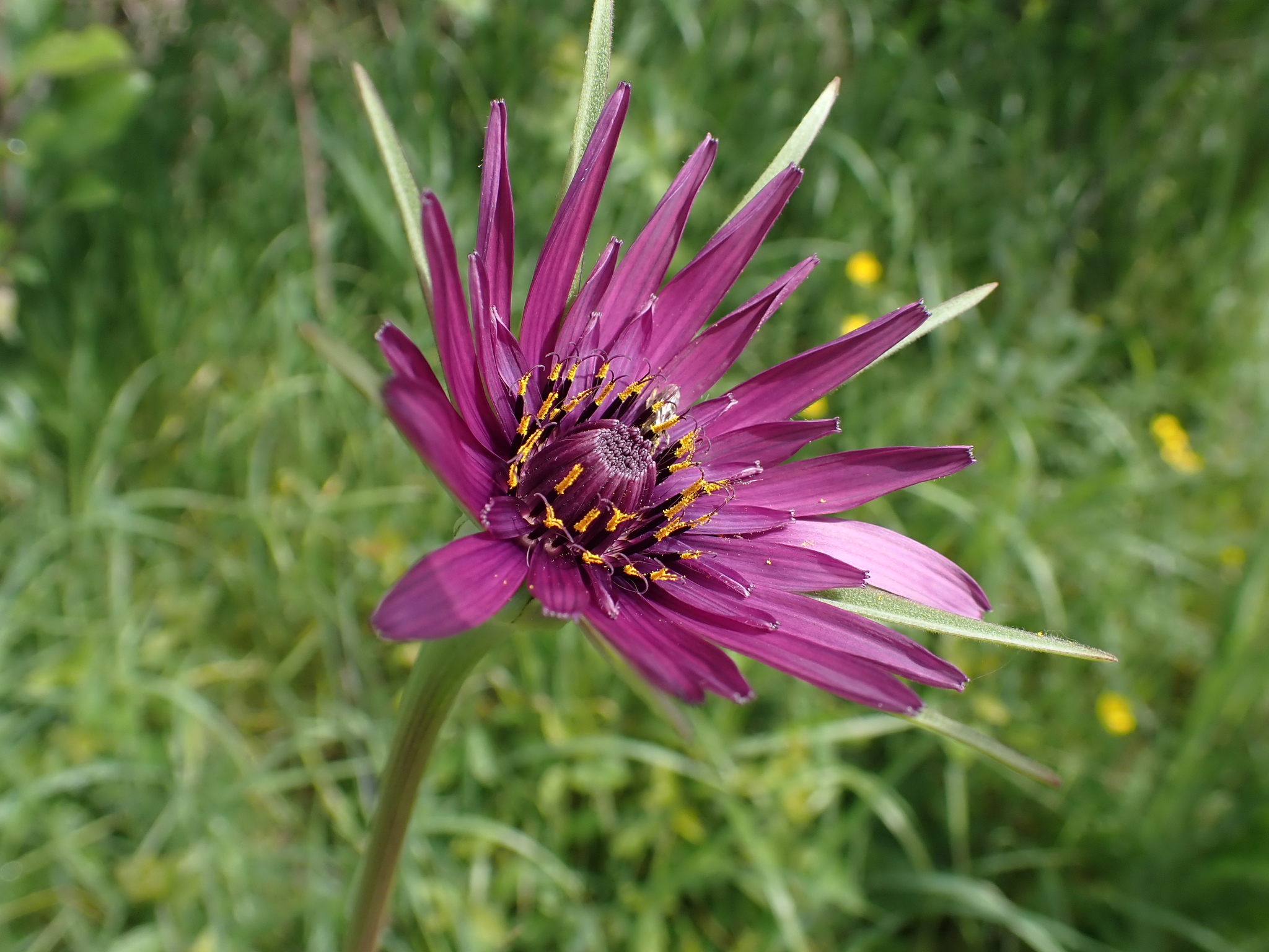 Goat's beard