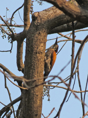 Chrysocolaptes guttacristatus