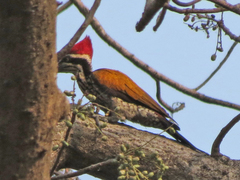 Chrysocolaptes guttacristatus