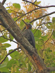 Mulleripicus pulverulentus
