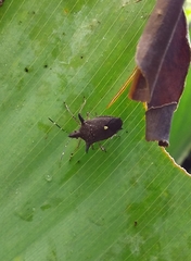 Proxys albopunctulatus