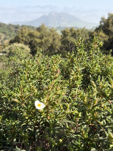 Avistamiento Estepa negra (Cistus monspeliensis)