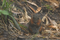Red-Throated Squirrel photo 2