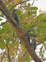 Mulleripicus pulverulentus