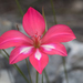 Hermanus Summerlily - Photo (c) Cedric Meyer, some rights reserved (CC BY-NC), uploaded by Cedric Meyer