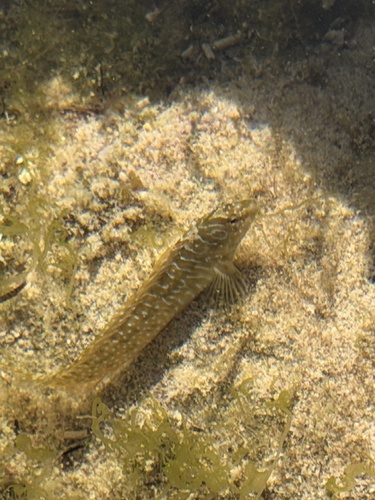 Salaria pavo