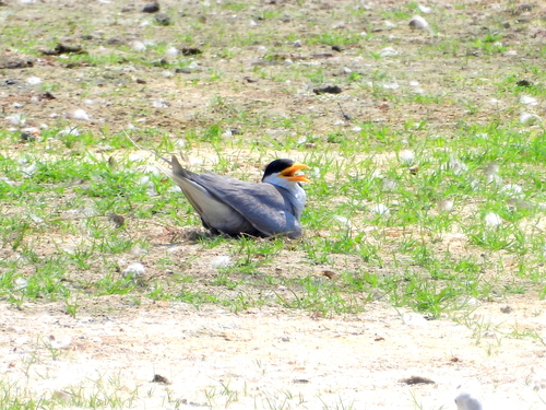 River Tern
