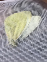 Pieris rapae